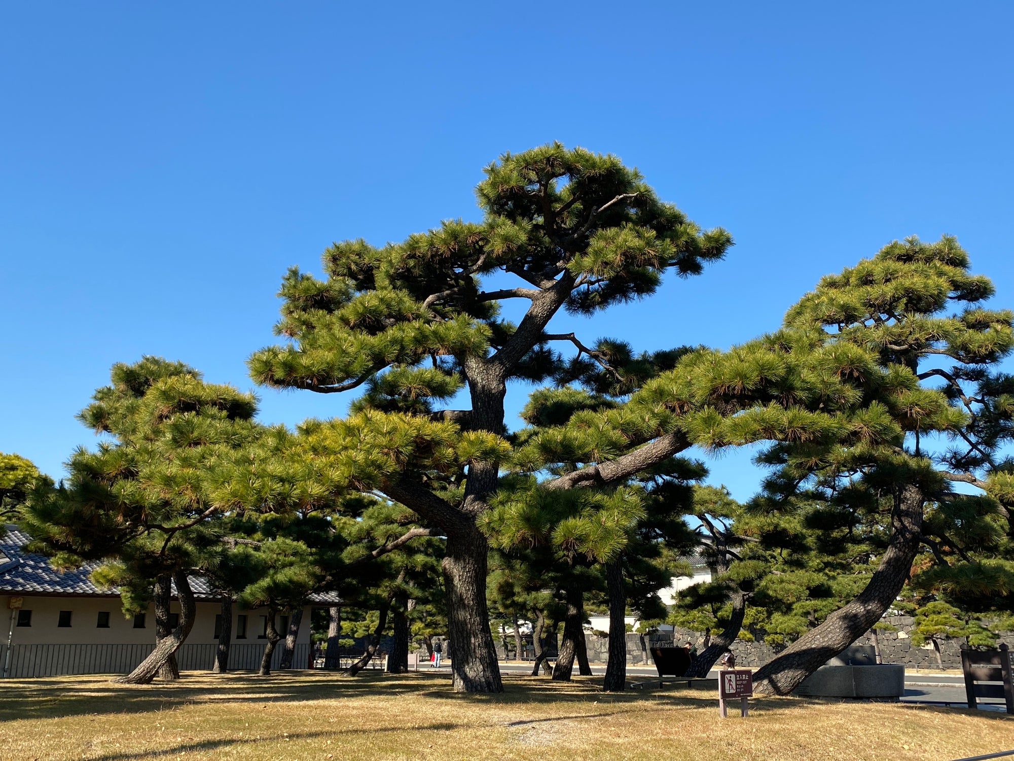 港区 六本木 花屋 ゴトウフローリスト 謹賀新年