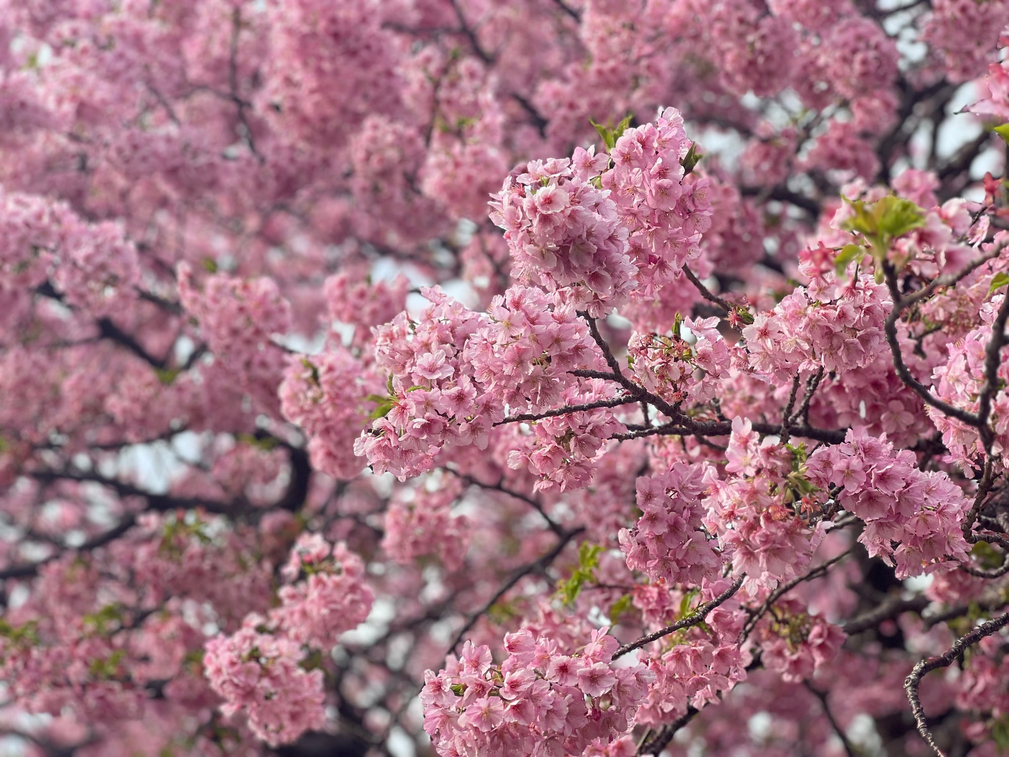 港区 六本木 花屋 ゴトウフローリスト 河津桜