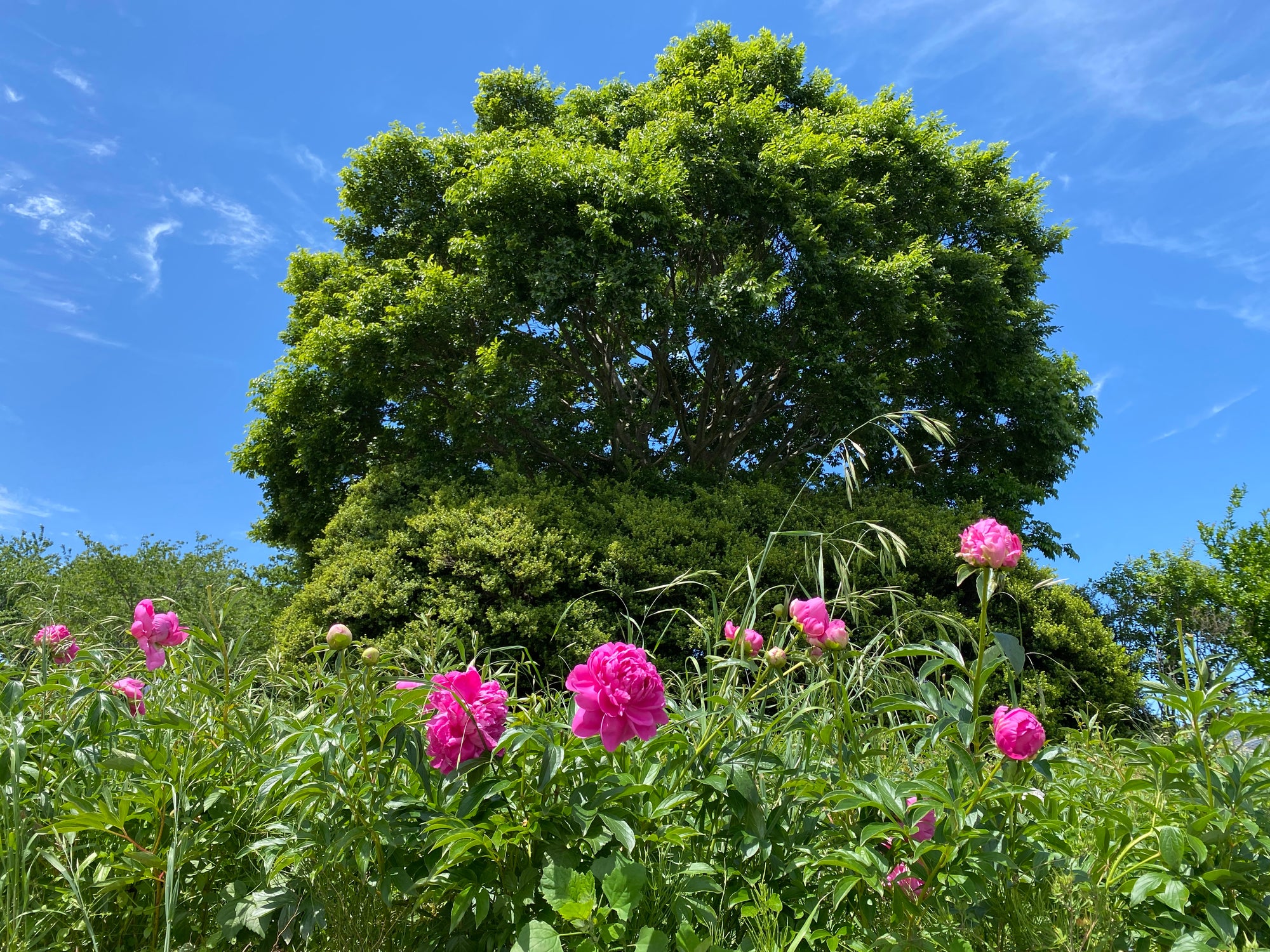 港区 六本木 花屋 ゴトウ花店 芍薬
