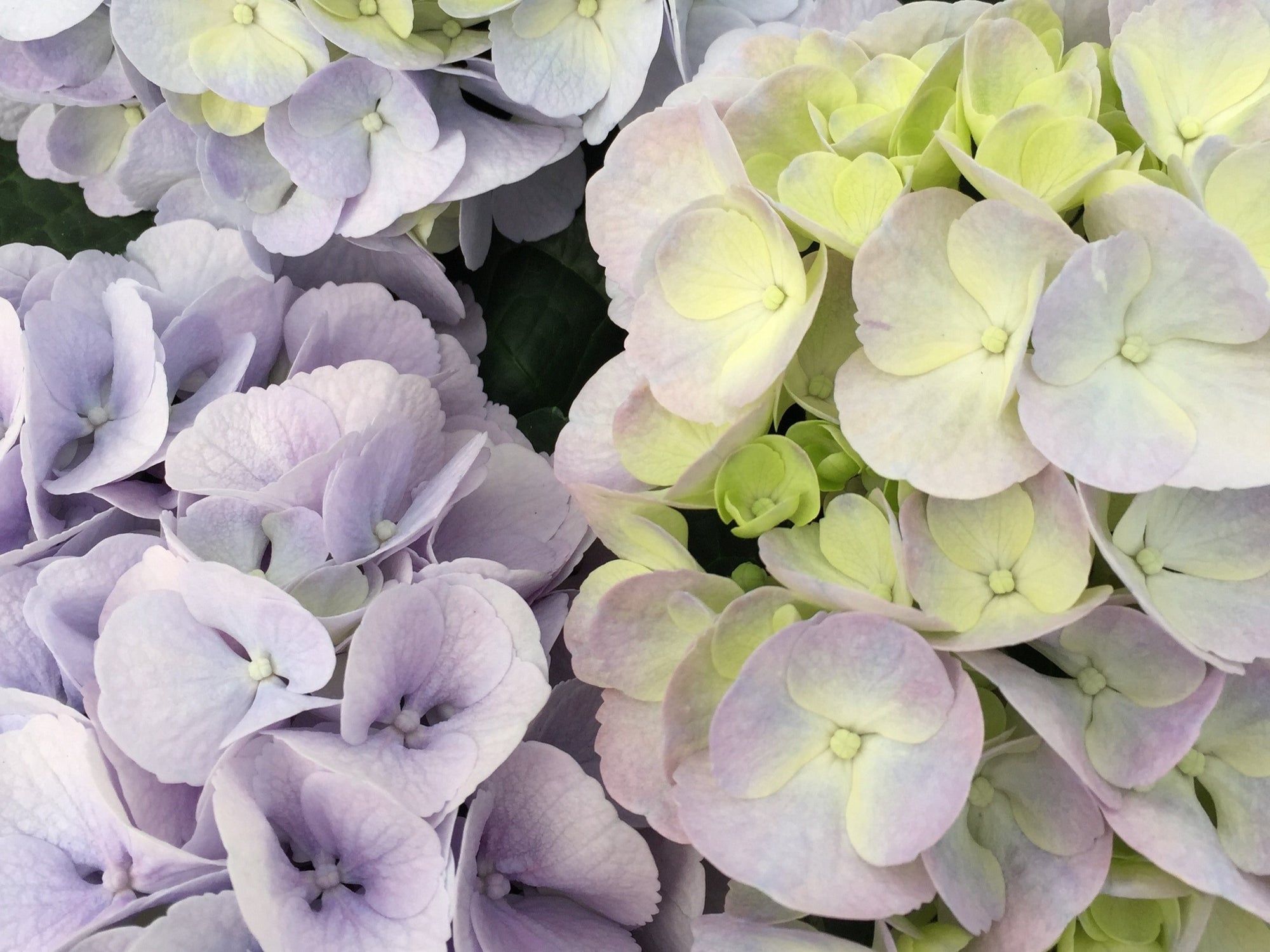 港区 六本木 花屋 ゴトウフローリスト アジサイ