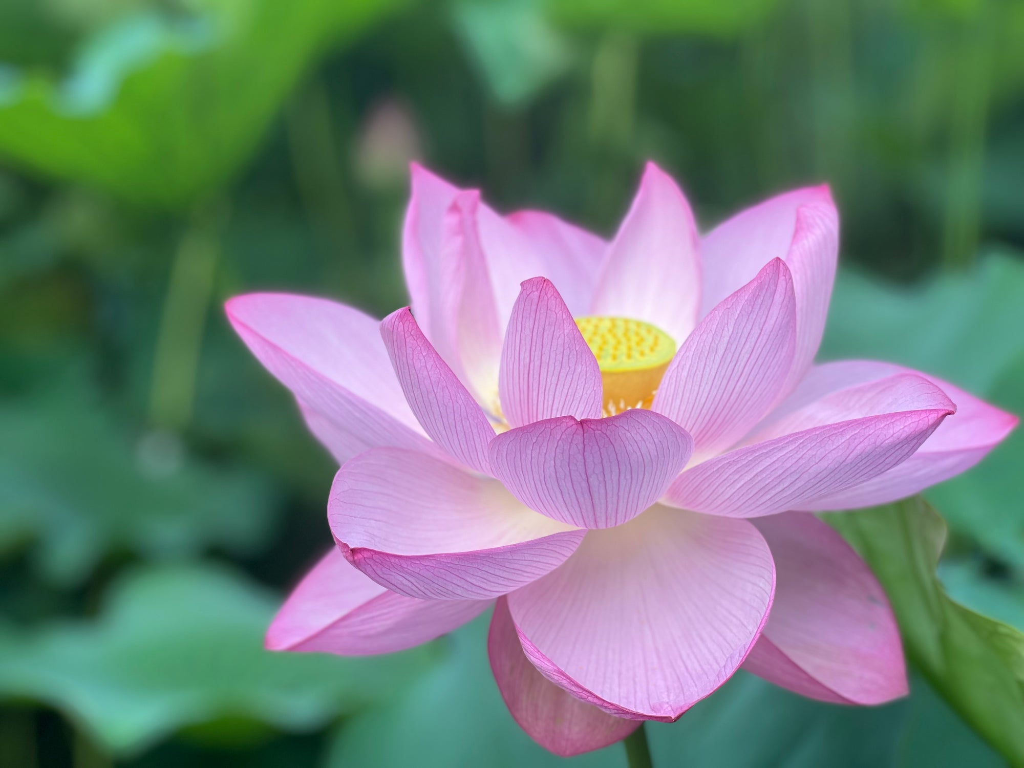 港区 六本木 花屋 ゴトウフローリスト 蓮