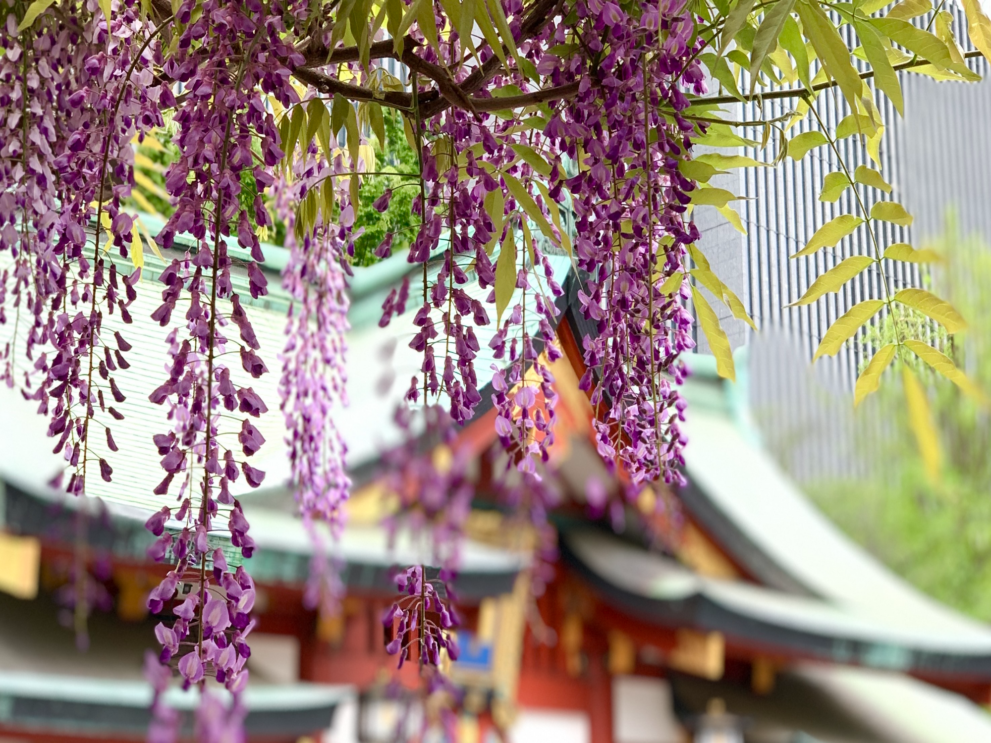 港区 六本木 花屋 ゴトウフローリスト