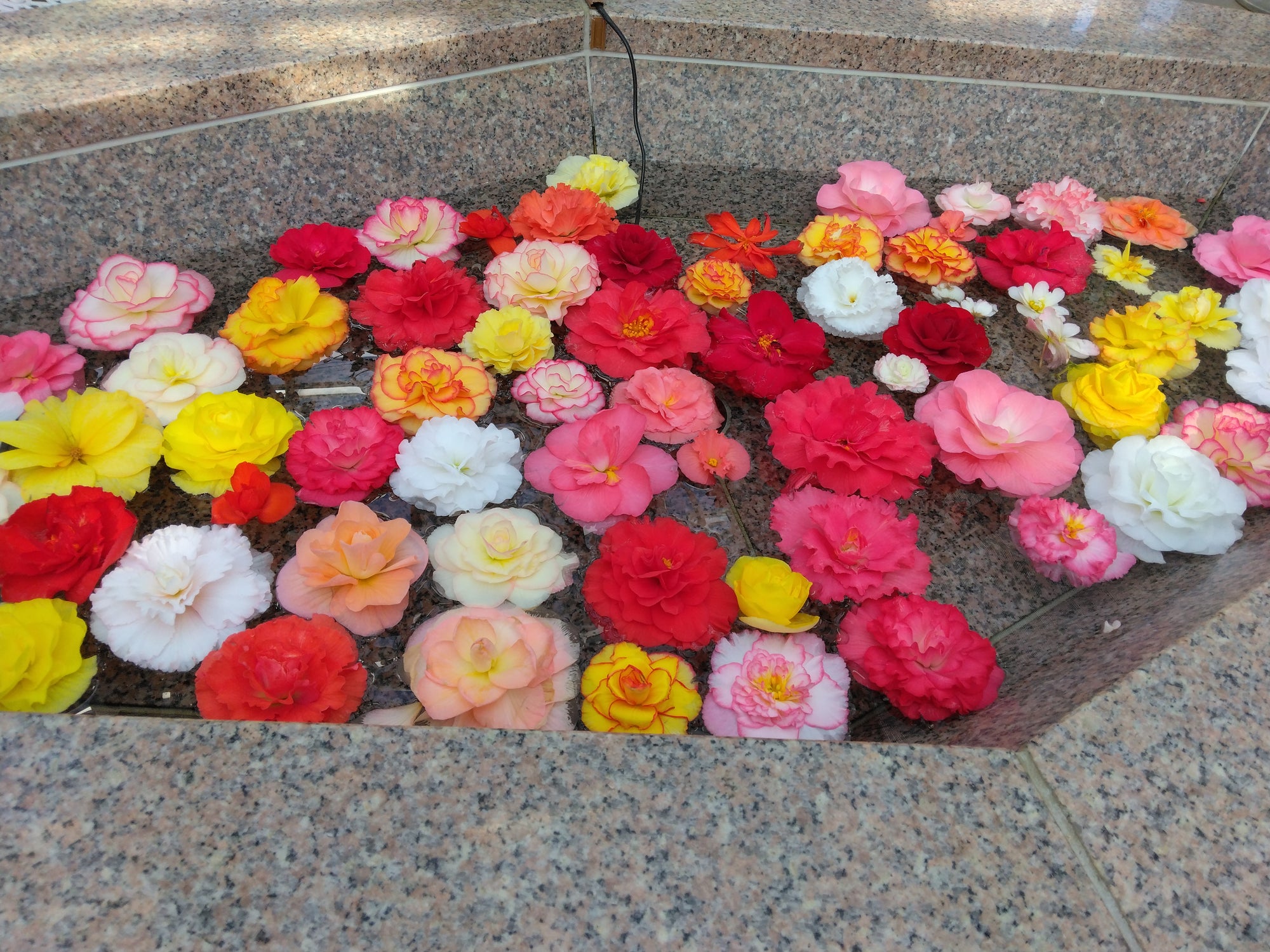 港区 六本木 花屋 ゴトウフローリスト ベゴニア