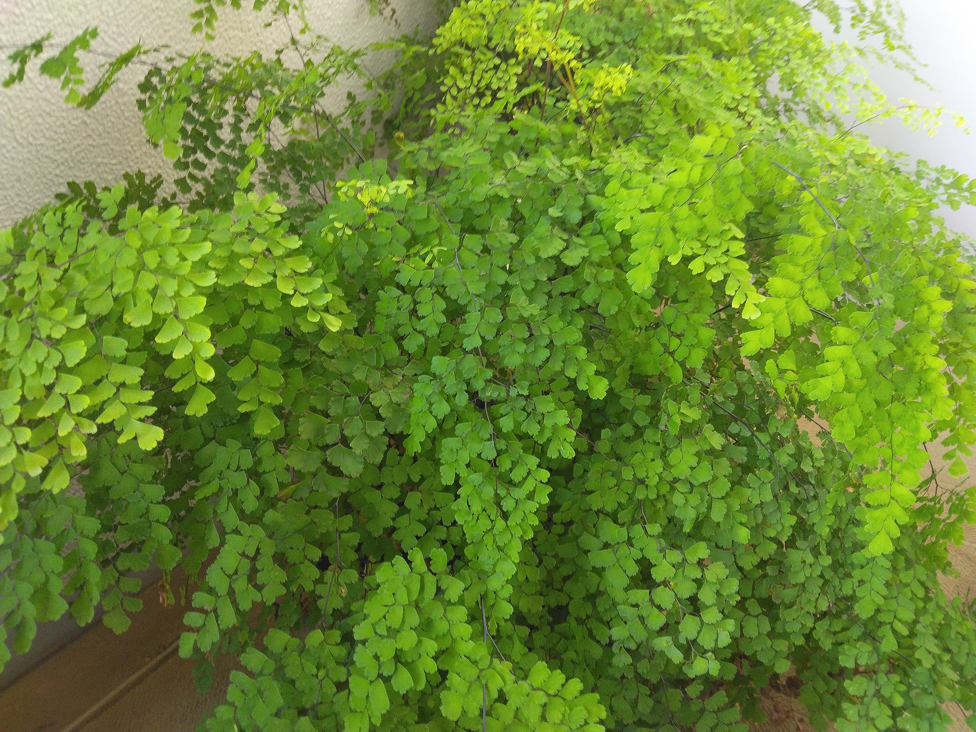 アジアンタム ゴトウフローリスト