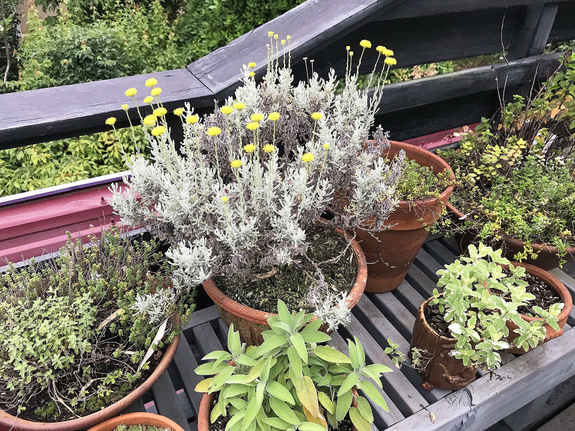 ハーブ ゴトウフローリスト 港区