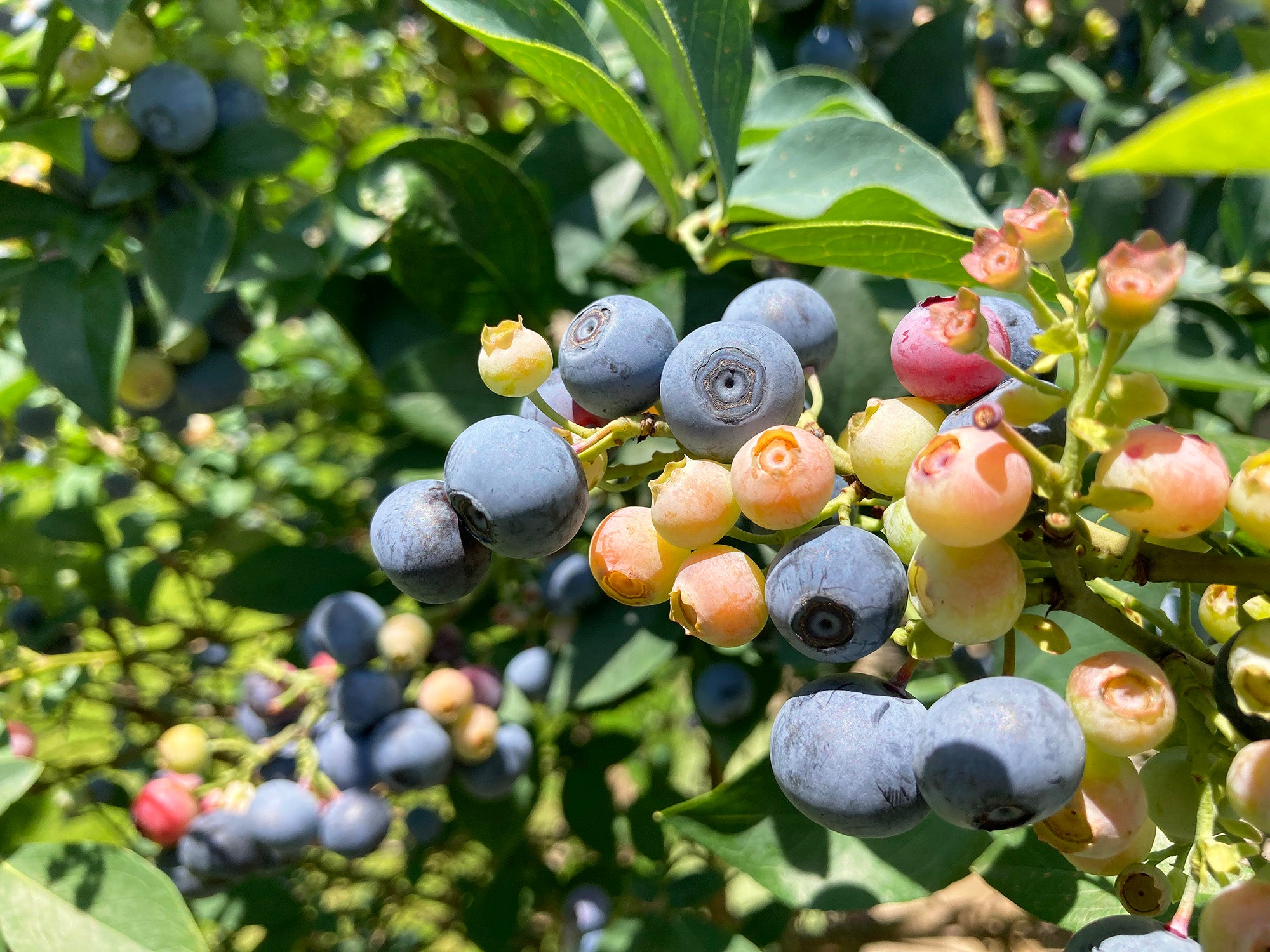 ブルーベリー ゴトウフローリスト 港区