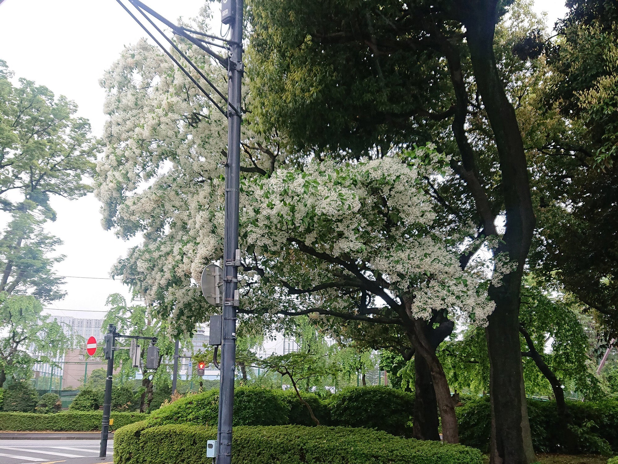 なんじゃもんじゃの木 神宮外苑 ゴトウフローリスト