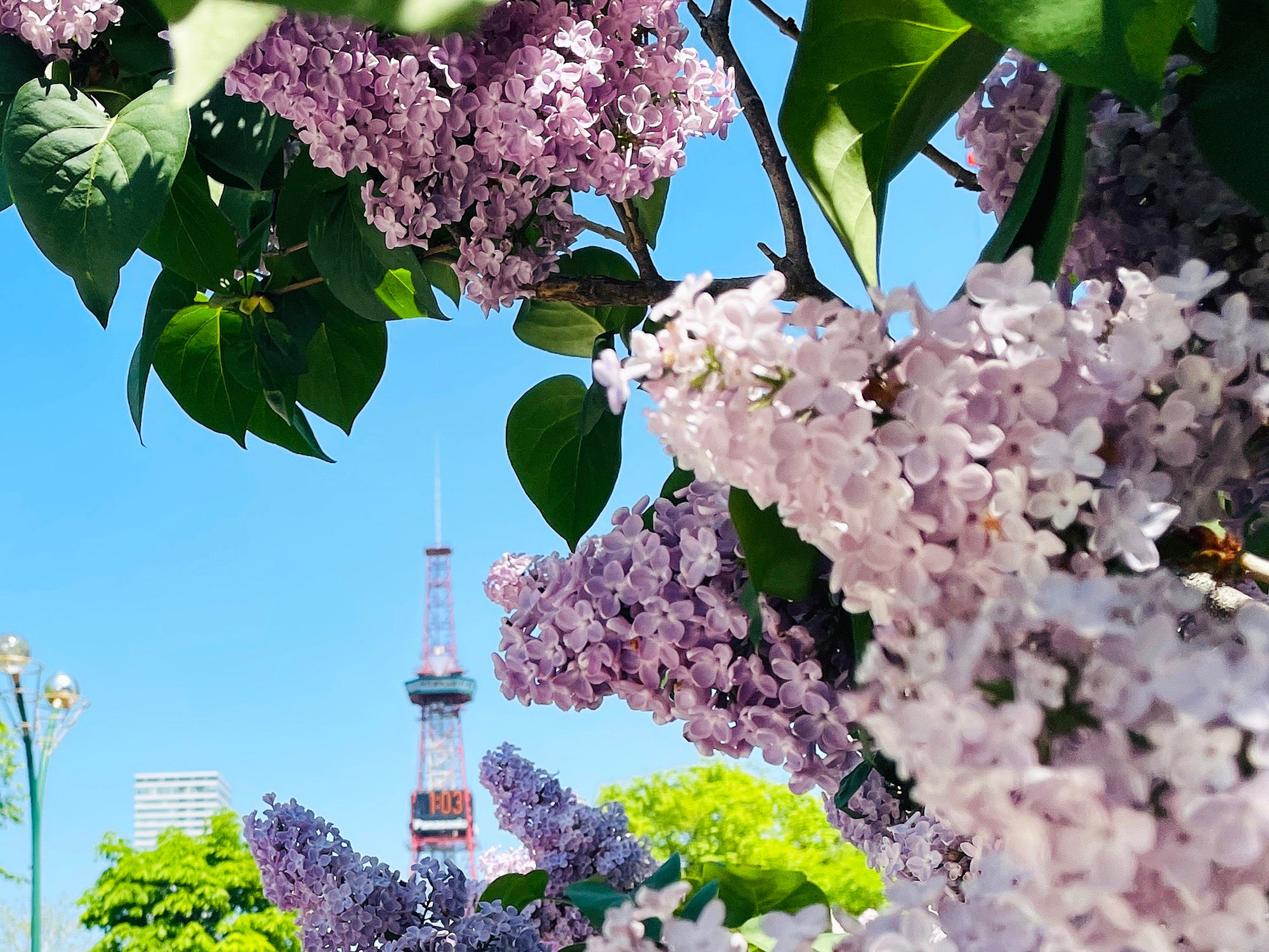 ライラック ゴトウフローリスト 港区