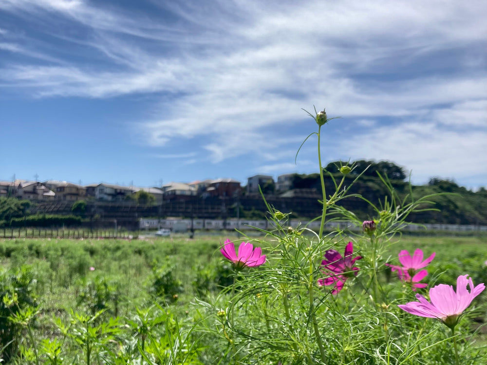 月と秋と桜と･･･