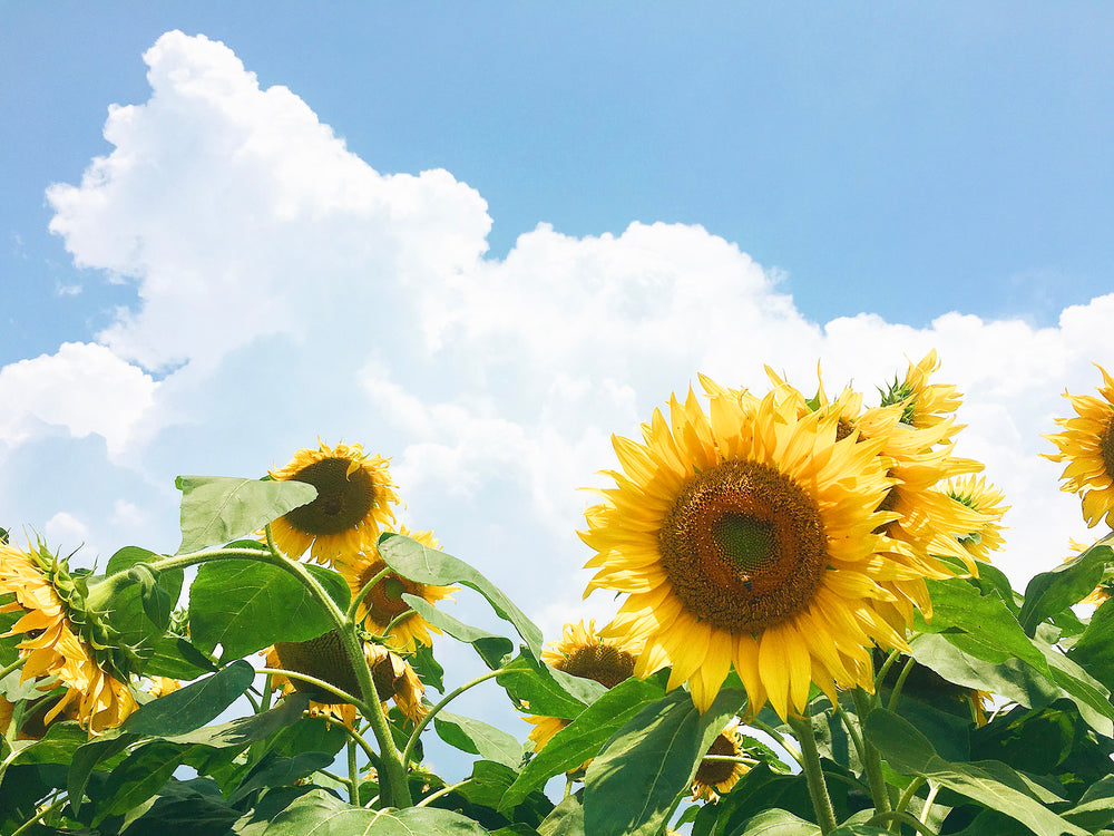 いつだってあの夏に戻れる～ひまわり～