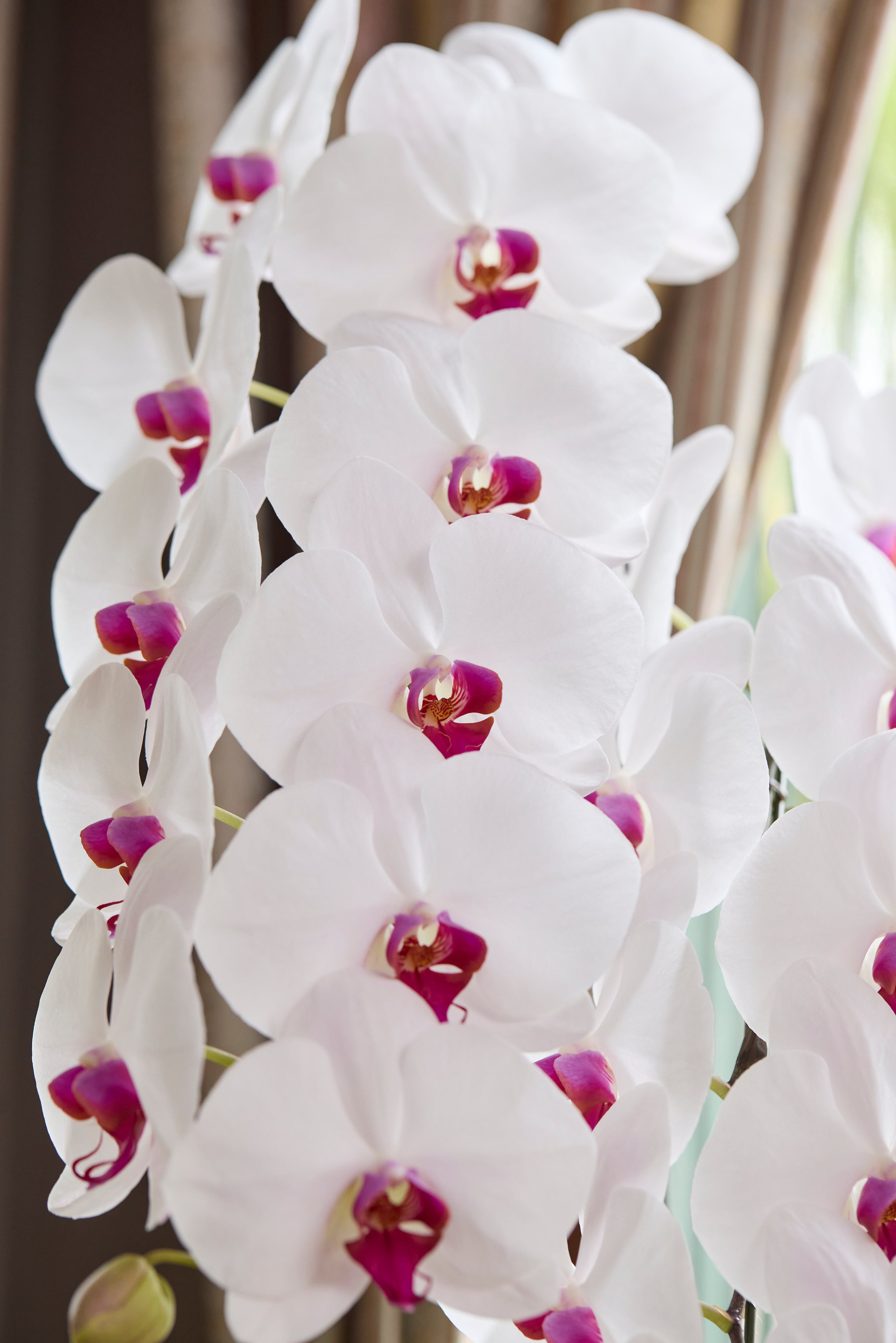 Elegance of Purity（胡蝶蘭赤リップ5本立） I 花鉢-ゴトウフローリスト