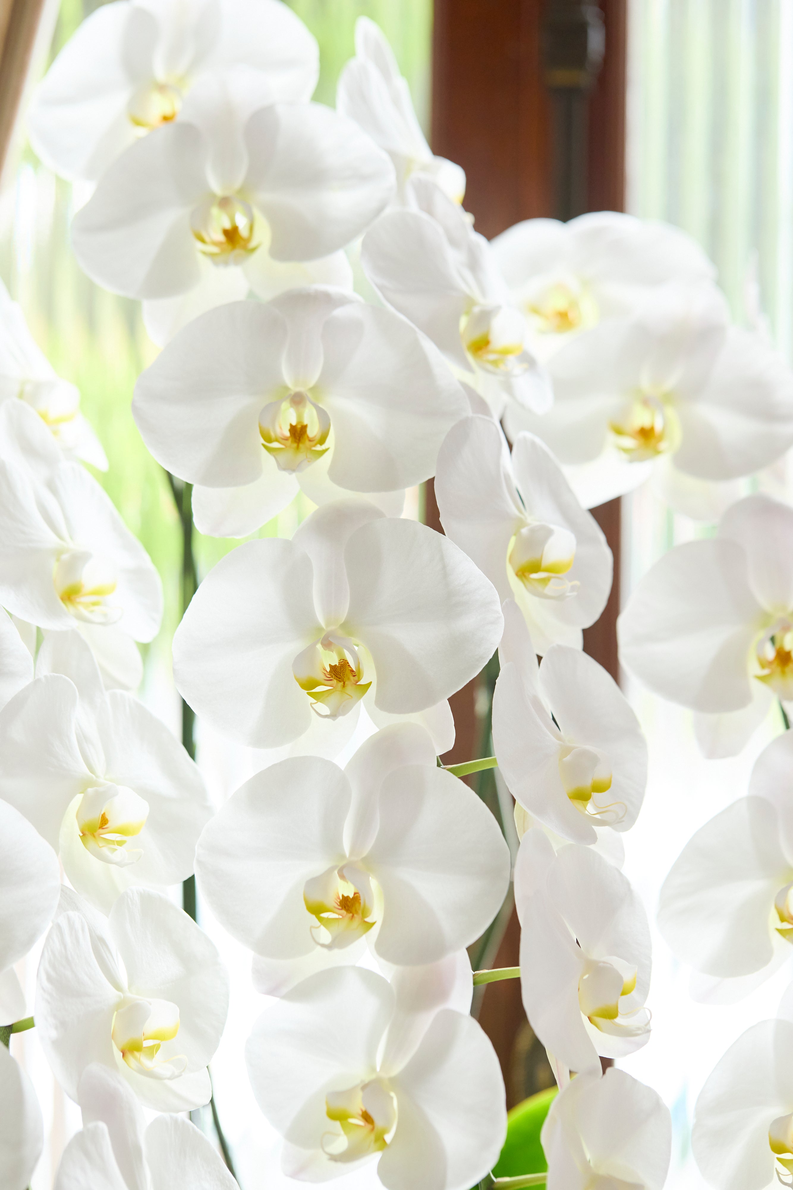 White Radiance（胡蝶蘭白3本立） I 花鉢-ゴトウフローリスト