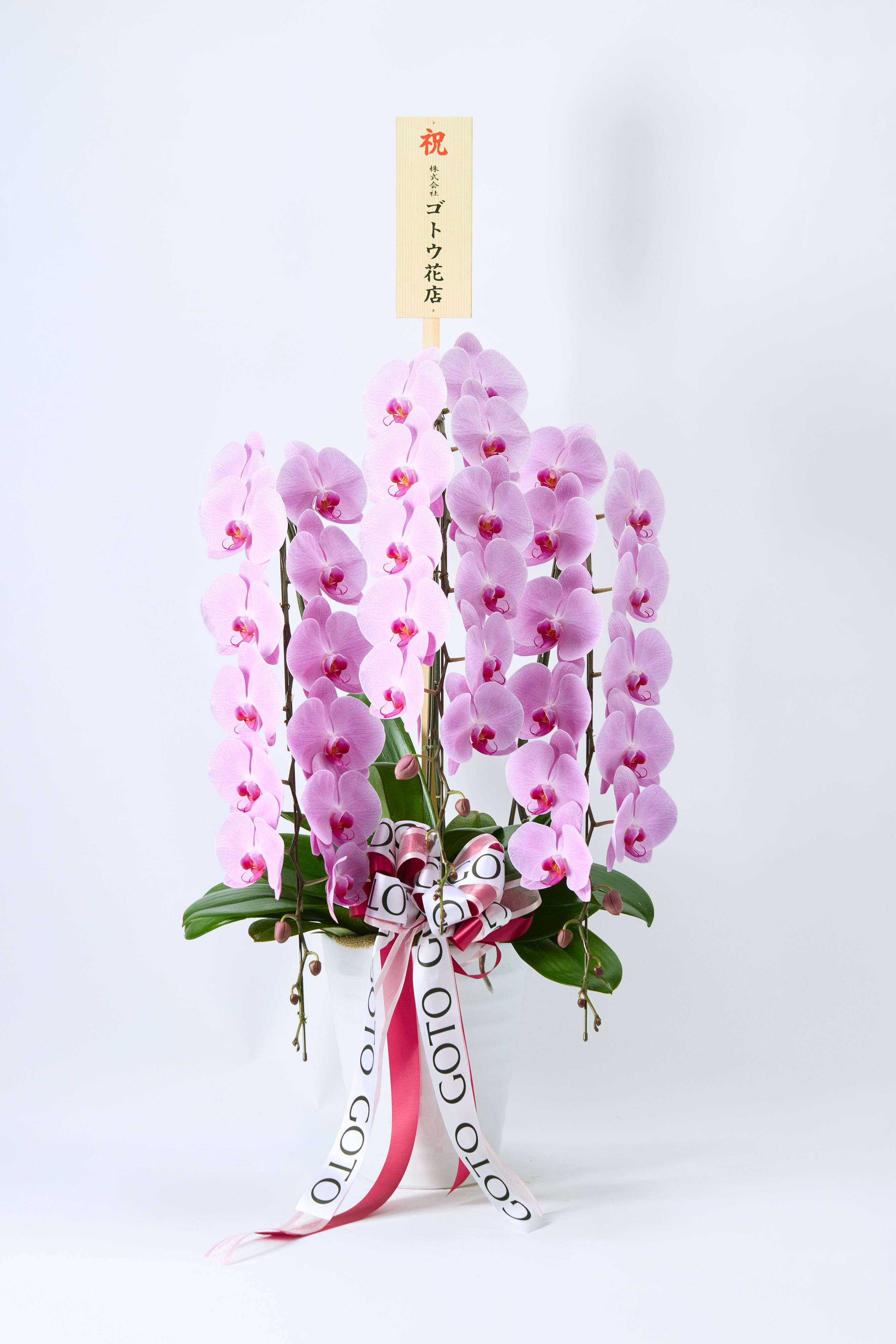 Blushing Elegance（胡蝶蘭ピンク3本立） I 花鉢-ゴトウフローリスト