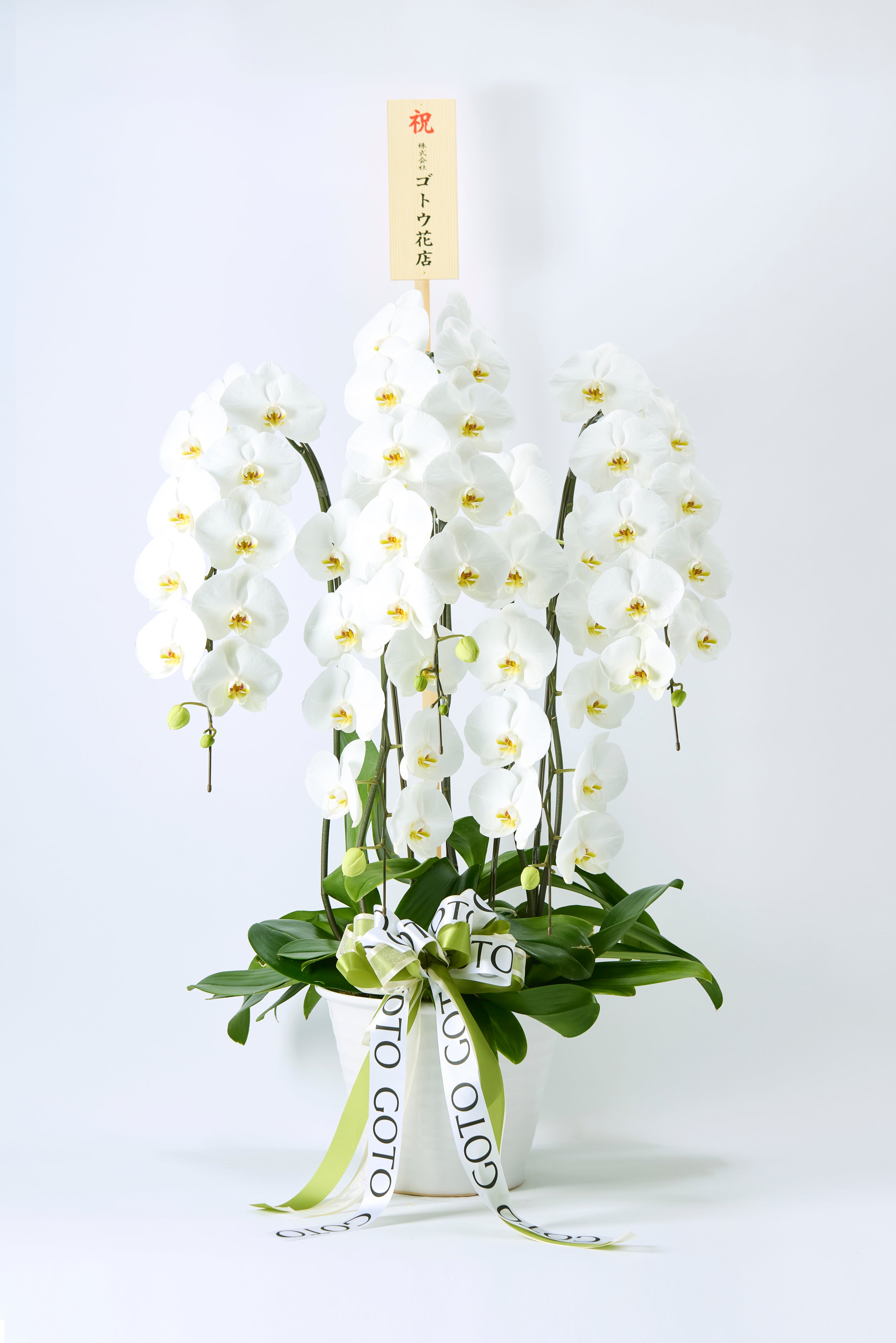 Timeless White（胡蝶蘭白5本立） I 花鉢-ゴトウフローリスト