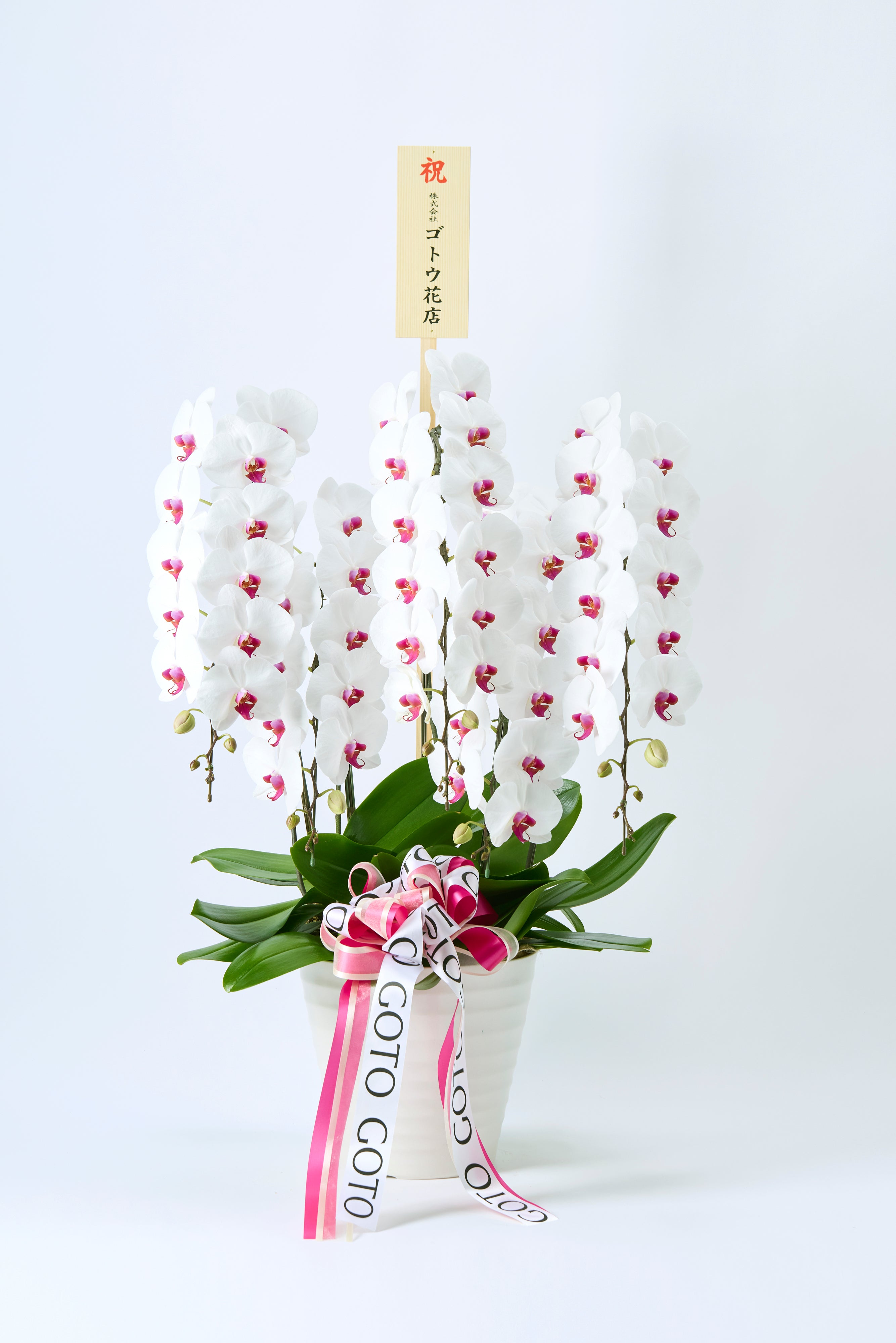 最終価格！胡蝶蘭　生花　赤リップ Elegance of Purity（胡蝶蘭赤リップ5本立） I 花鉢-ゴトウフローリスト