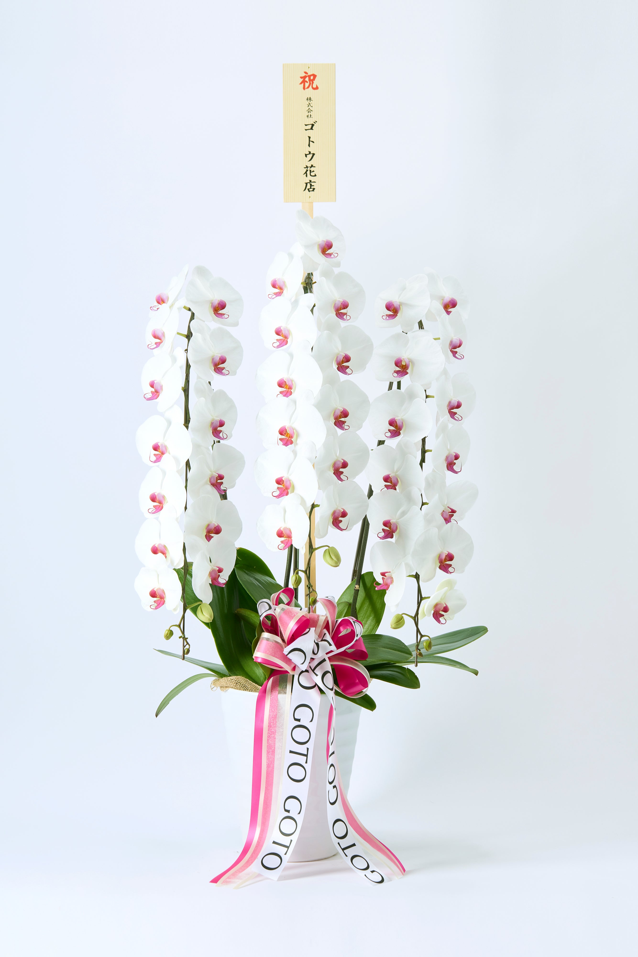 Pure Majesty（胡蝶蘭赤リップ3本立） I 花鉢-ゴトウフローリスト