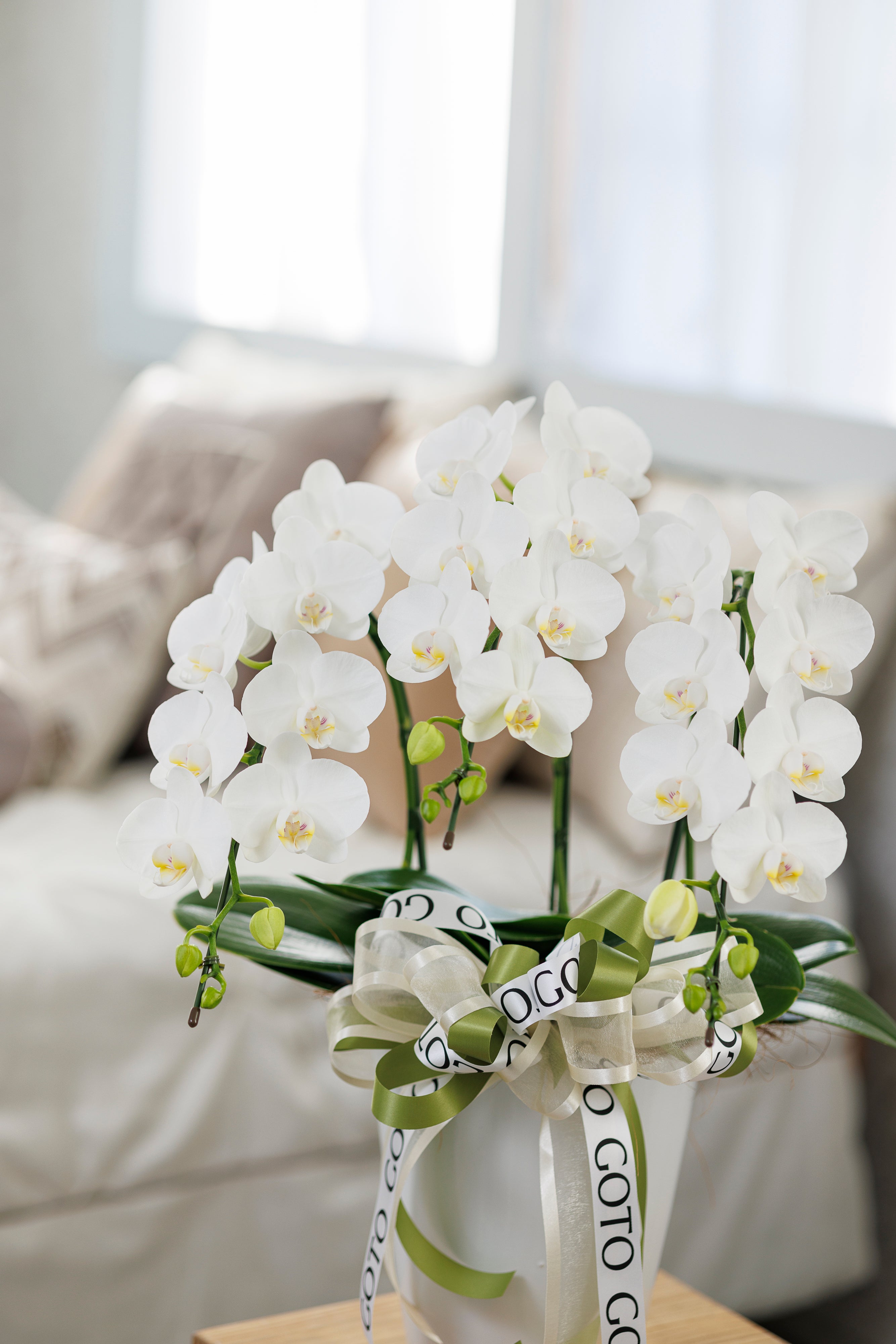 White Radiance - Small（ミニ胡蝶蘭白3本立） I 花鉢-ゴトウフローリスト
