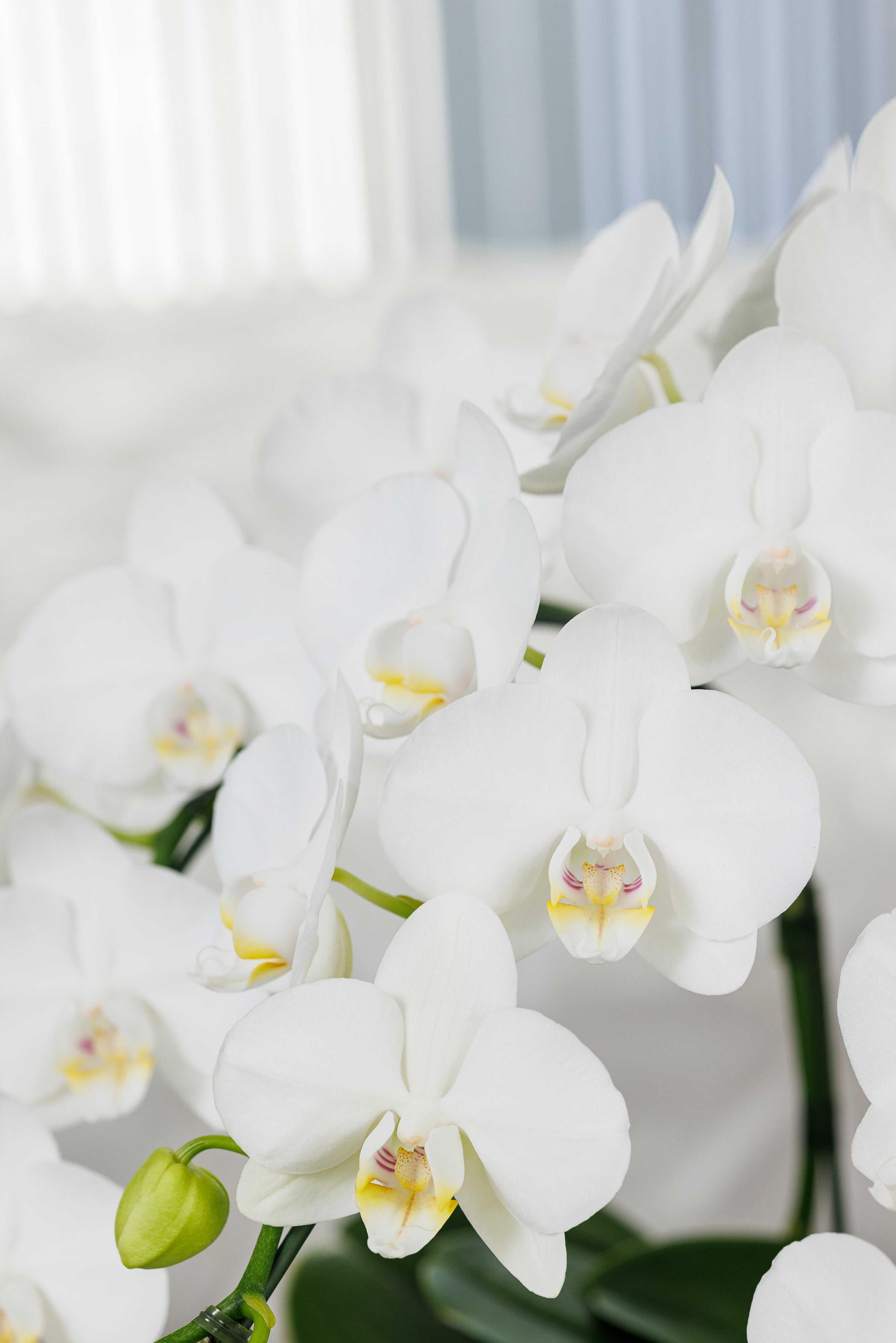 White Radiance - Small（ミニ胡蝶蘭白3本立） I 花鉢-ゴトウフローリスト