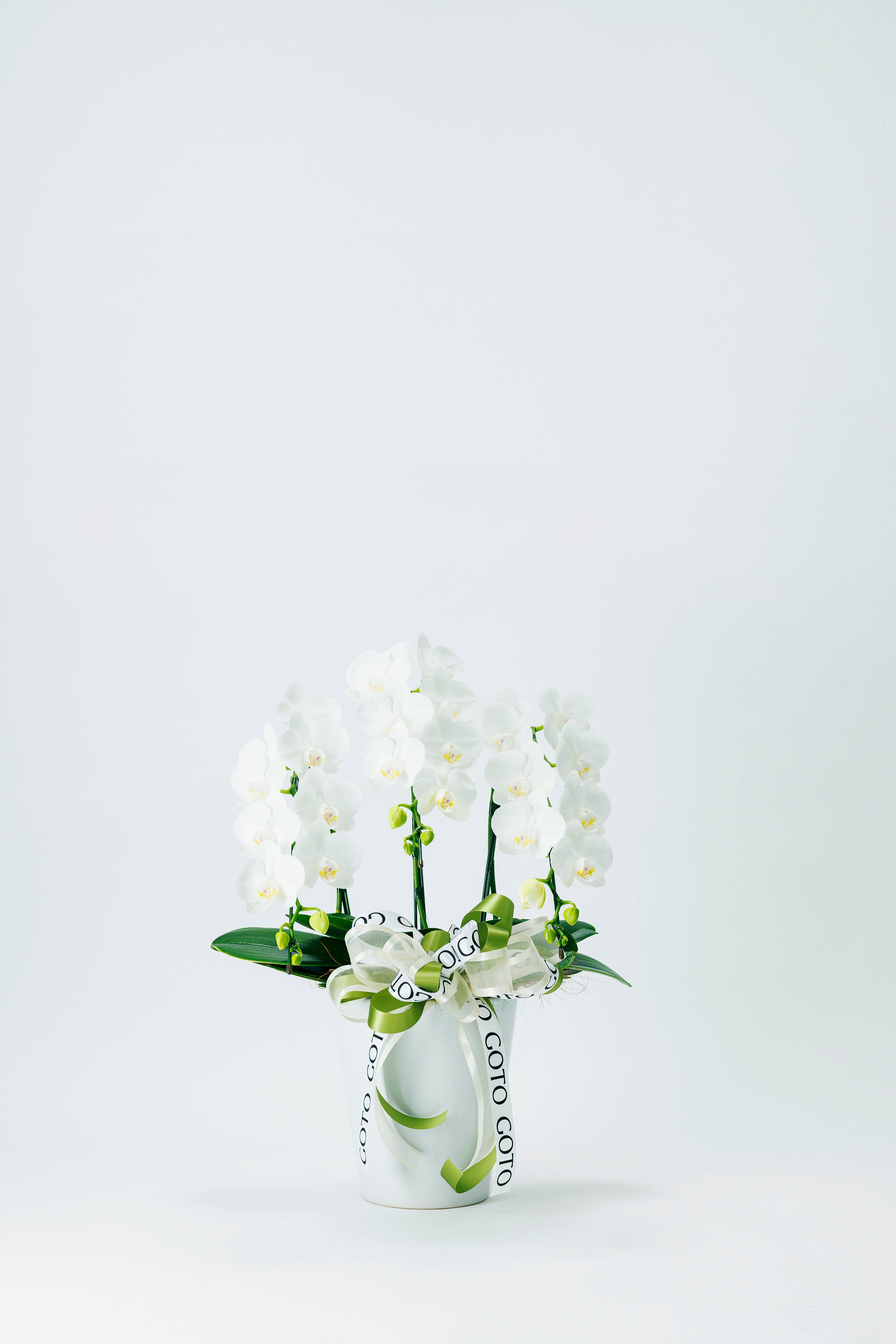 White Radiance - Small（ミニ胡蝶蘭白3本立） I 花鉢-ゴトウフローリスト