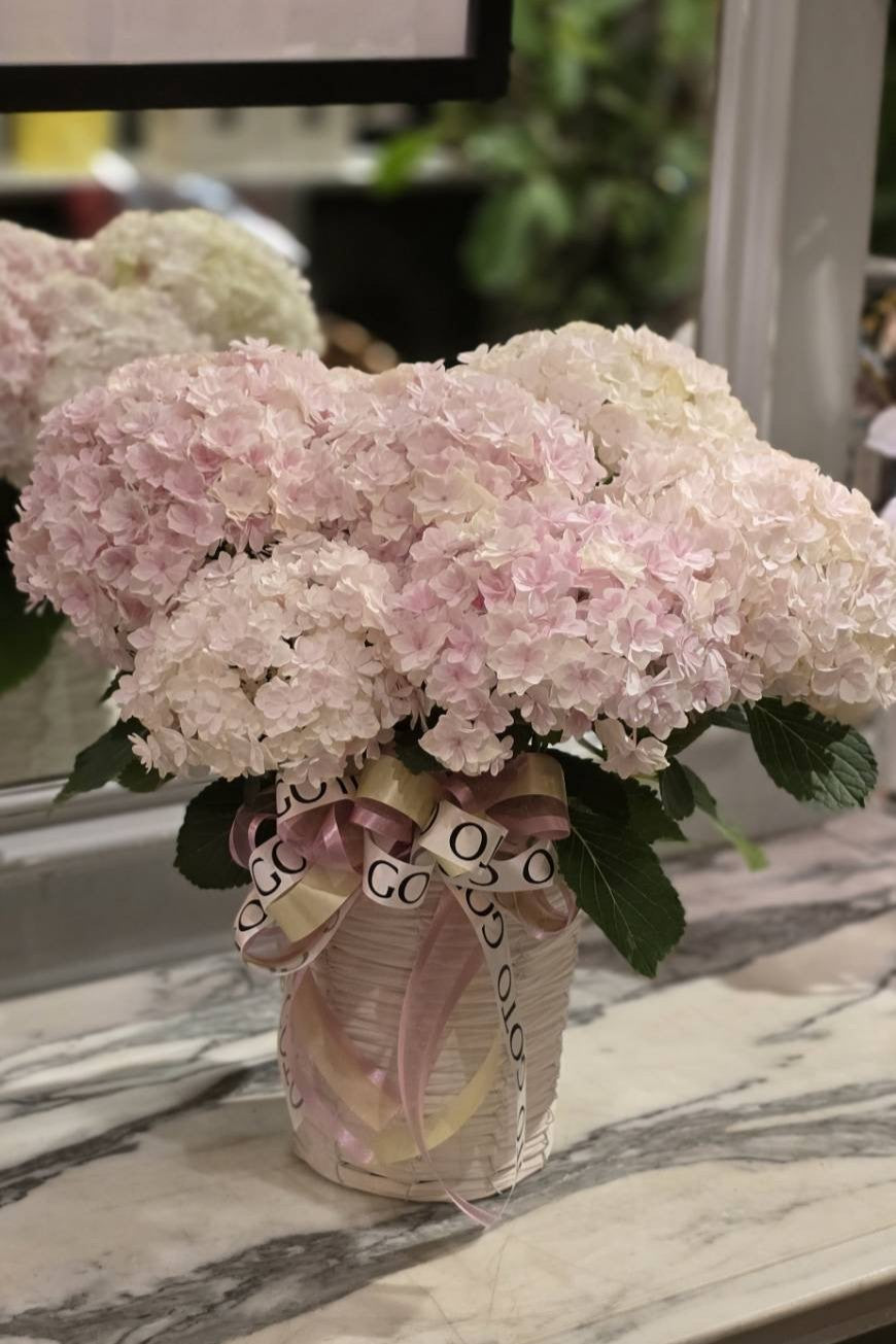 アジサイ《ミルフィオリピンク》