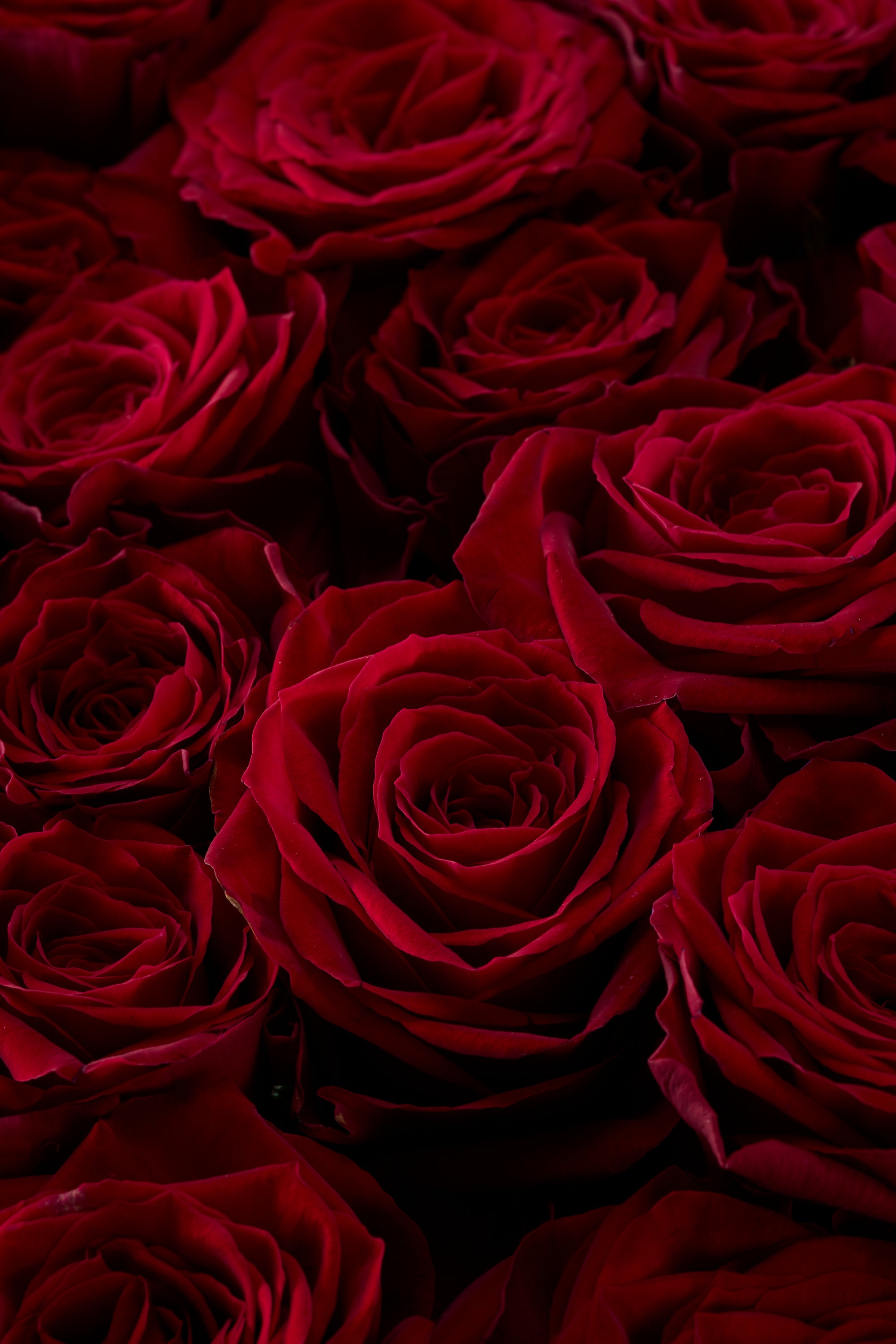 GOTO ROSE – Passion 100《ゴトウローズ・パッション100》