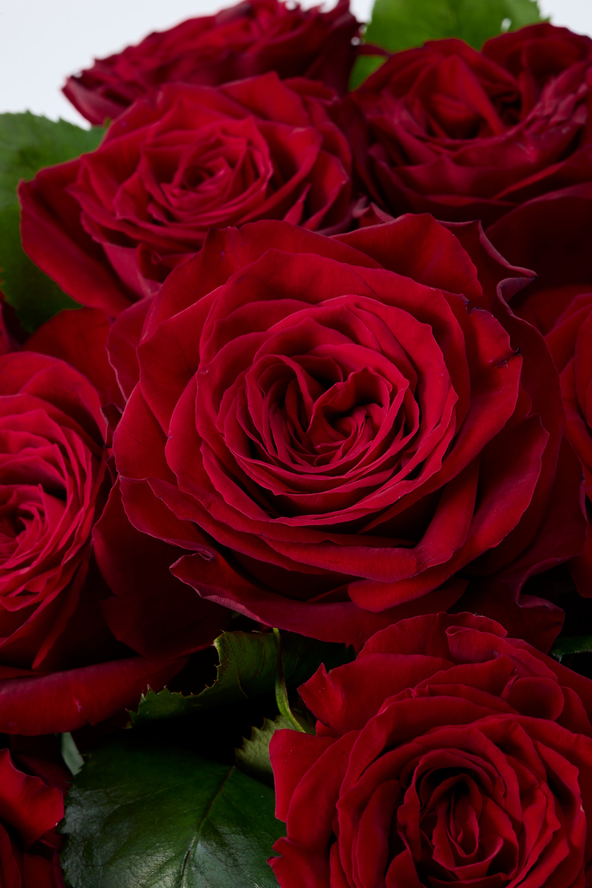 GOTO ROSE – Radiant Round《ゴトウローズ・ラディアントラウンド》