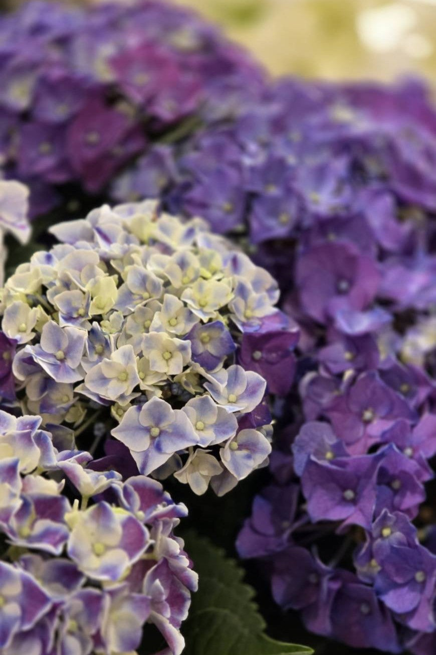 アジサイ《モザイクブルー》